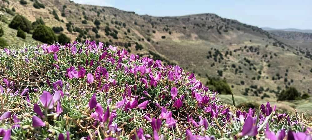 زیباییهای مسیر پیمایش قله سوسن، چناران زیباییهای مسیر پیمایش قله سوسن، چناران
