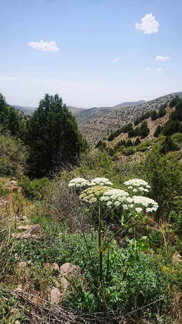 زیباییهای مسیر پیمایش قله سوسن، چناران زیباییهای مسیر پیمایش قله سوسن، چناران