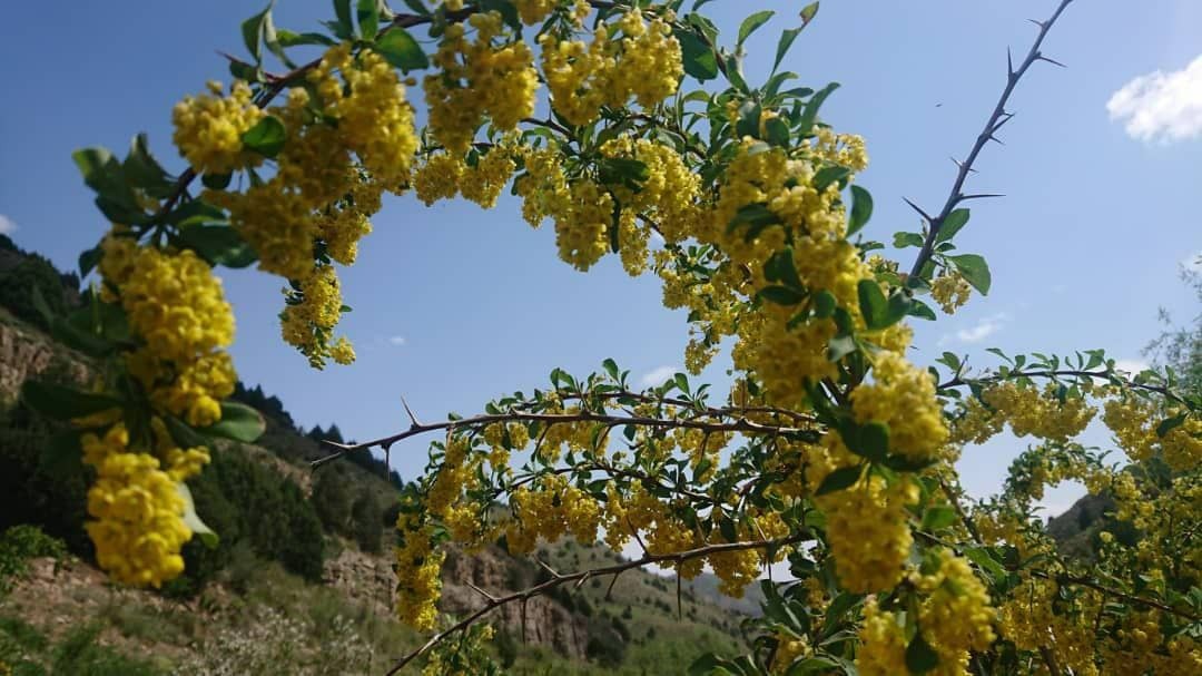 زیباییهای مسیر پیمایش قله سوسن، چناران زیباییهای مسیر پیمایش قله سوسن، چناران