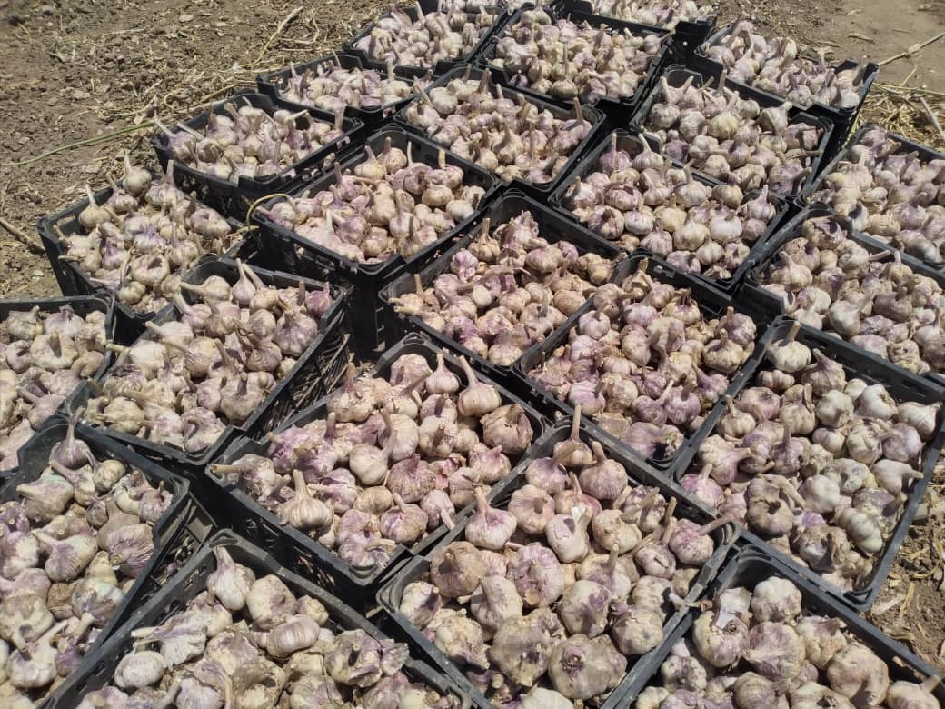 سیر مرودشت روانه بازار شد