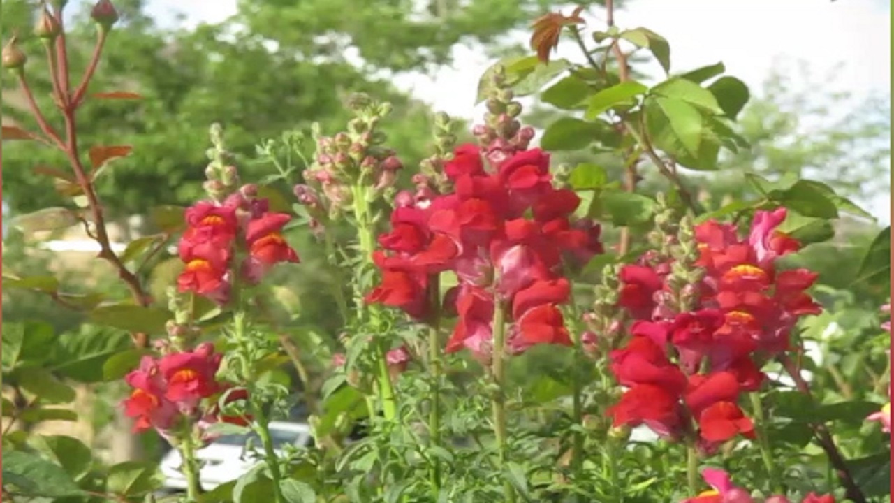نمایی زیبا از گل میمون در سمیرم + فیلم