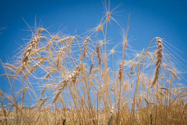 خریداری ۷۲۰ هزار تن گندم از کشاورزان خوزستانی