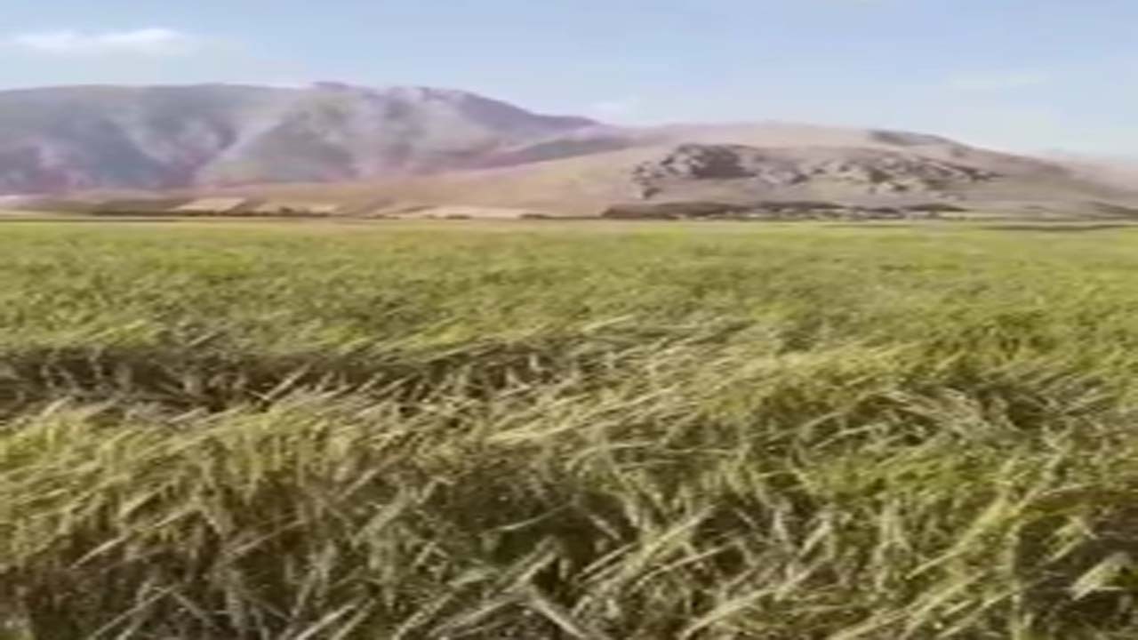 کشت دیمی گندم در روستای سراب ملکی + فیلم