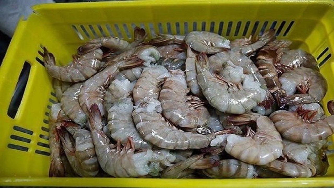 اجرای عملیات نظارت بهداشتی و مراقبت فعال در مراکز تکثیر و پرورش میگو