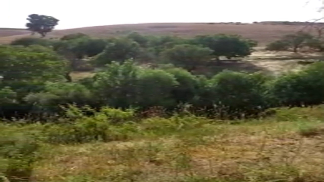 نمایی از طبیعت چشم‌نواز در روستای جغدان + فیلم