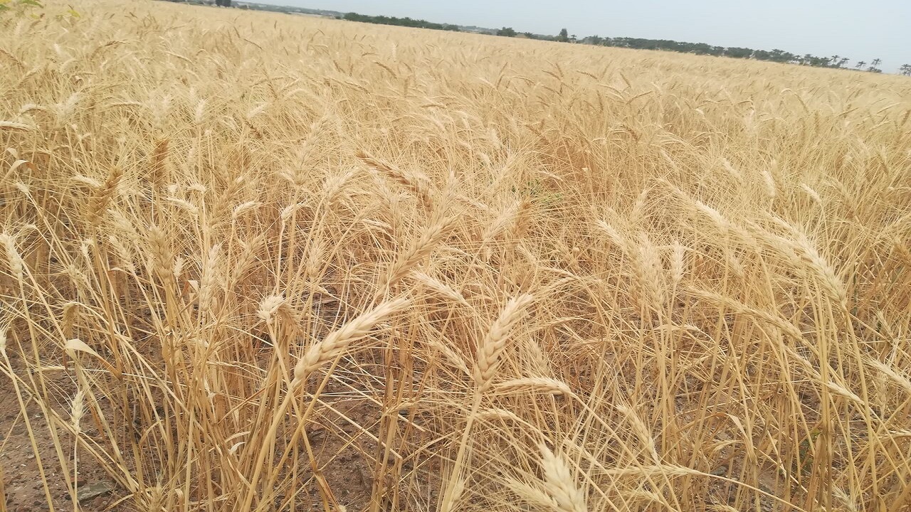 ٧٢۵ میلیارد ریال به گندمکاران جنوب سیستان و بلوچستان پرداخت شد