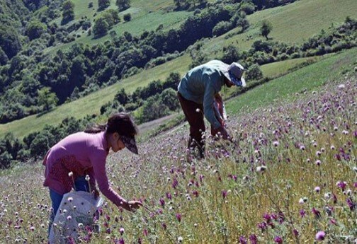 از پرورش گیاهان دارویی تا فرصت سرمایه گذاری که مغفول مانده
