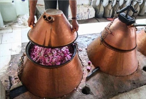 از پرورش گیاهان دارویی تا فرصت سرمایه گذاری که مغفول مانده