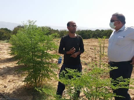 کشت گیاه دارویی مورینگا برای اولین بار در داراب
