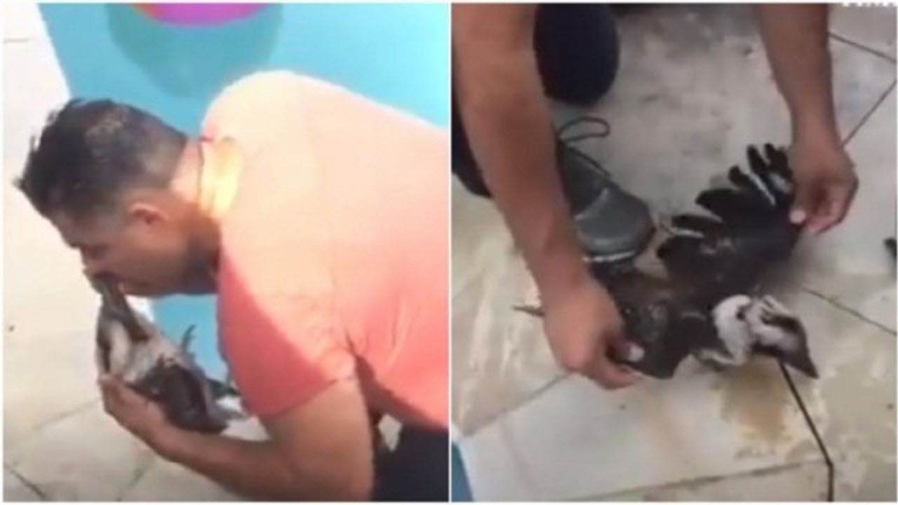 نجات پرنده در حال مرگ با انجام CPR