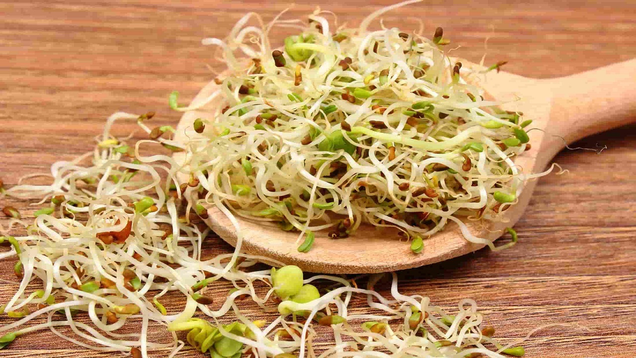 ضرورت قرارگیری جوانه حبوبات و غلات در سبد‌غذایی روزانه