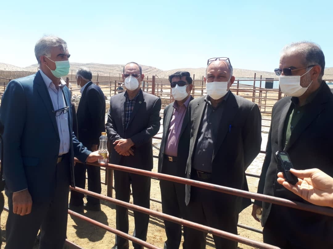 آغاز خرید تضمینی دام عشایر در فارس
