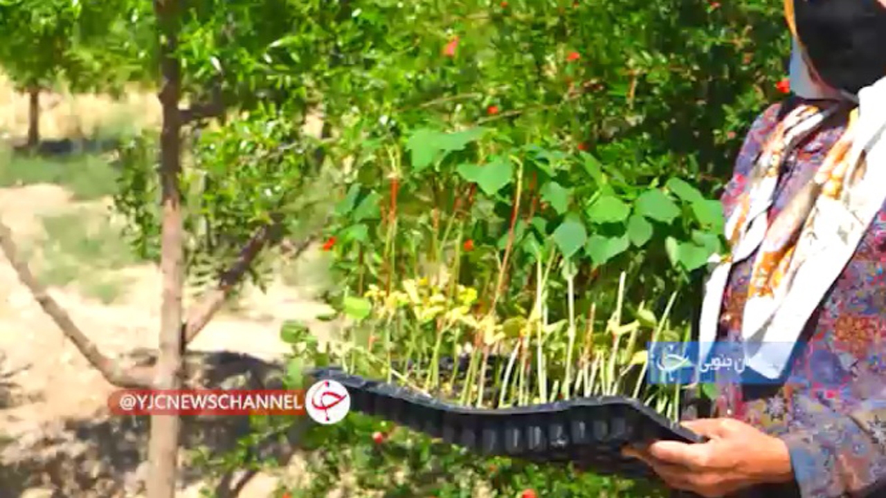 کام شیرین کشاورزان با رونق گرفتن صنعت چای ترش+فیلم