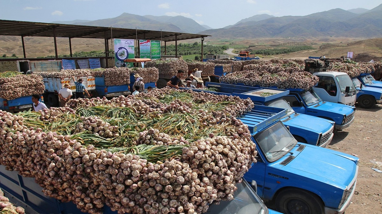 دل سیر کشاورزان طارمی از پایین بودن قیمت سیر + فیلم