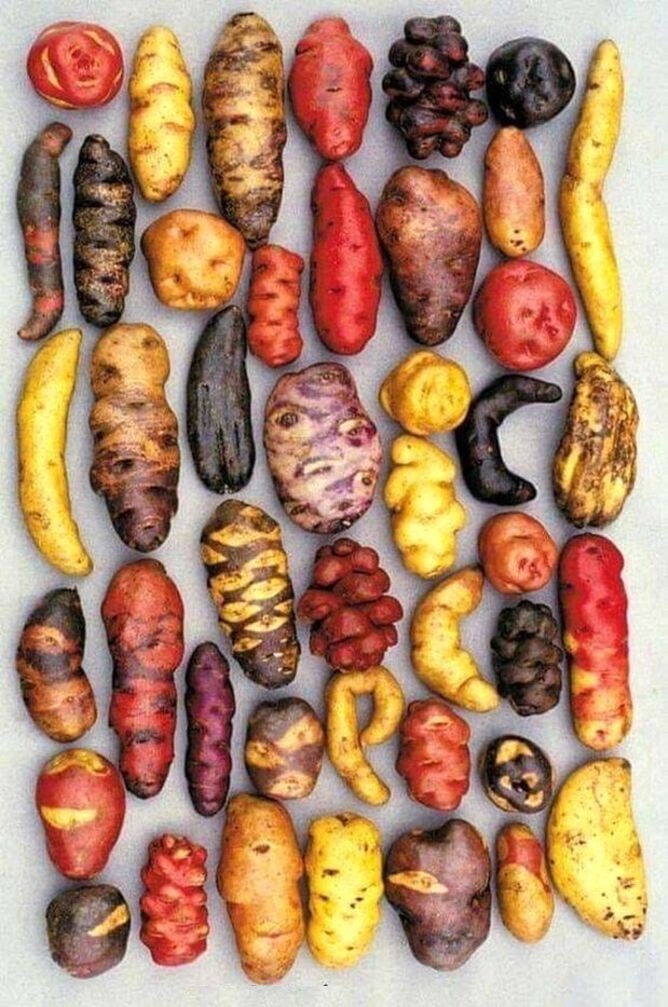 سیب زمینی&zwnj;هایی که تابحال ندیده اید + عکس