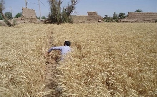 برداشت گندم در دیم زار&zwnj;های آذربایجان شرقی