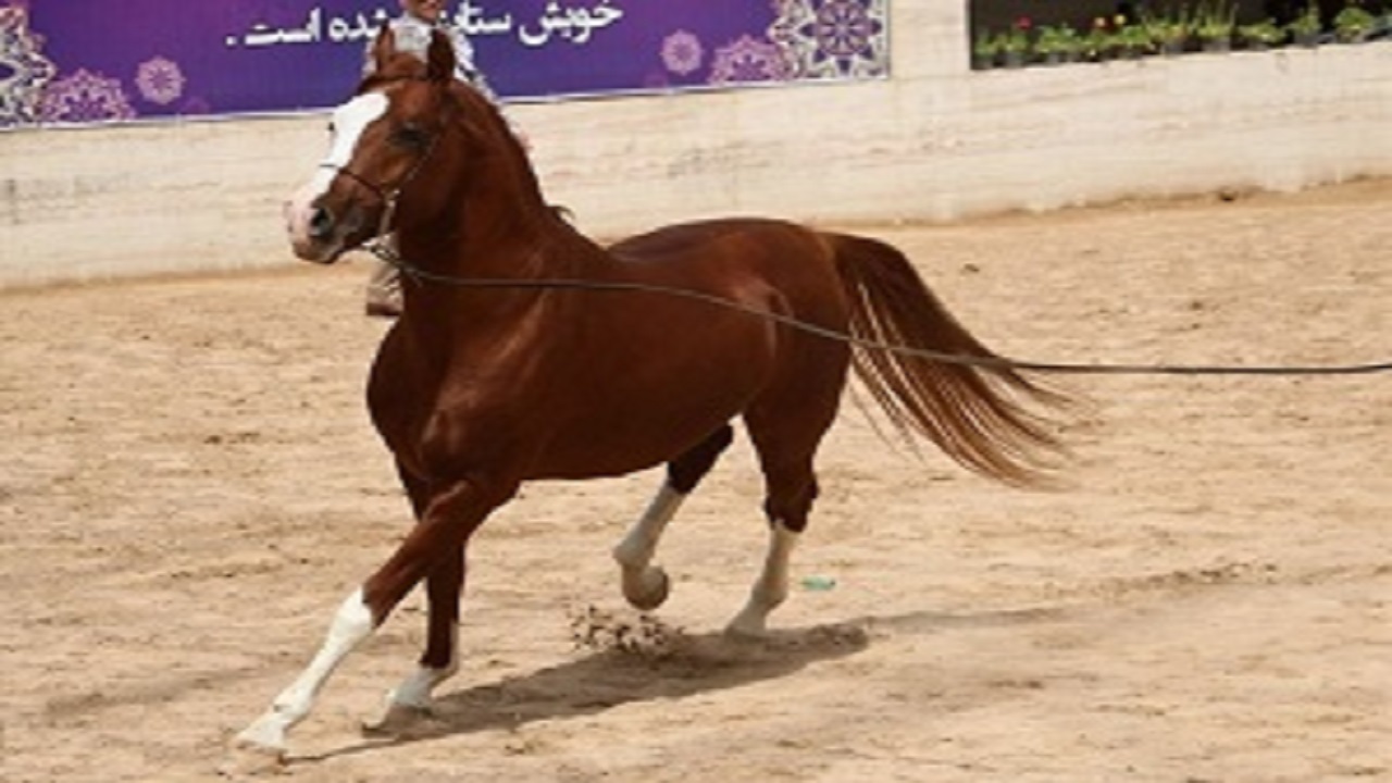مسابقه زیبایی اسب عرب رده CIKHO در اردبیل برگزار می‌شود