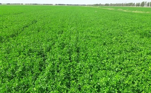به میدان آمدن بنیاد مستضعفان برای کمک به دامداران