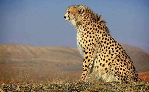 محیط زیست