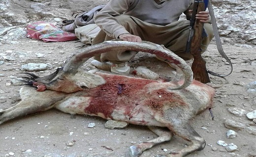 شکار