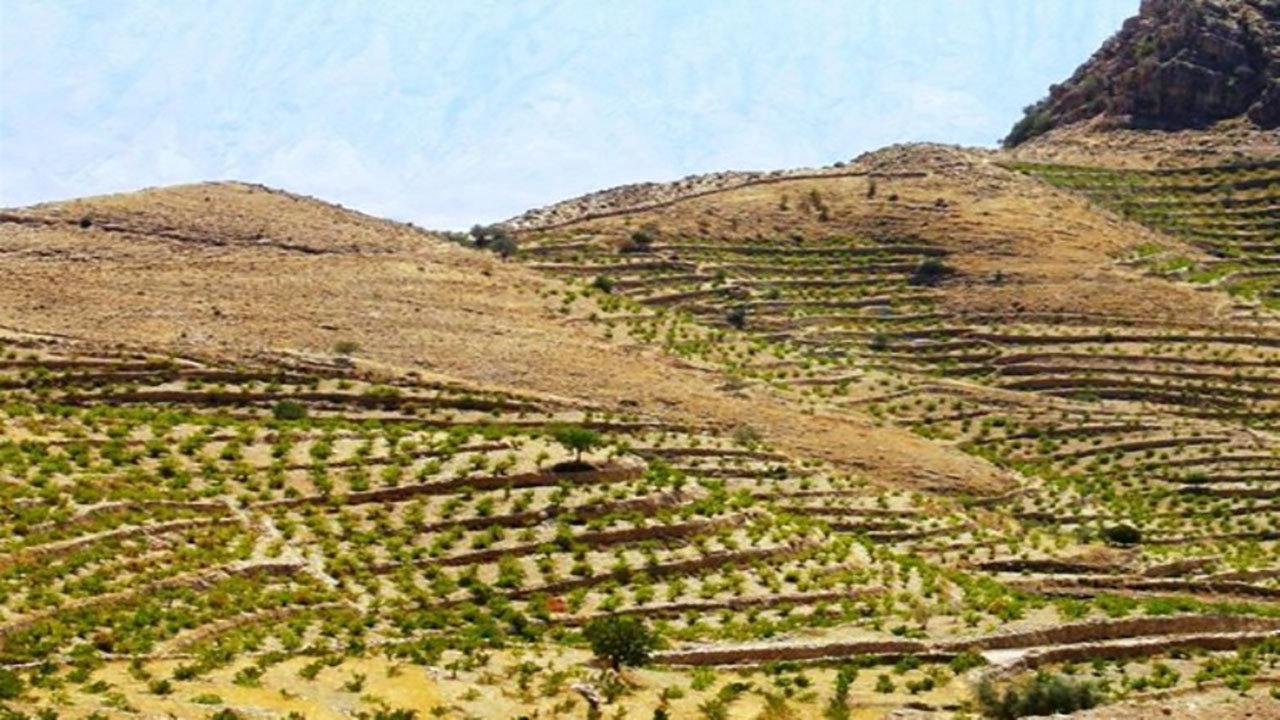 توسعه باغات و گیاهان دارویی در اراضی شیبدار خراسان شمالی