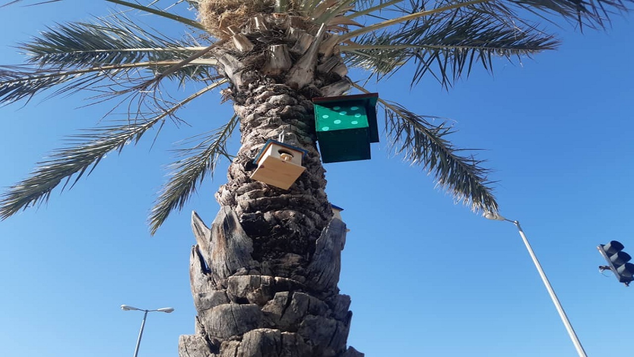 دوستداران طبیعت در جم با وسایل دور ریز لانه پرنده ساختند