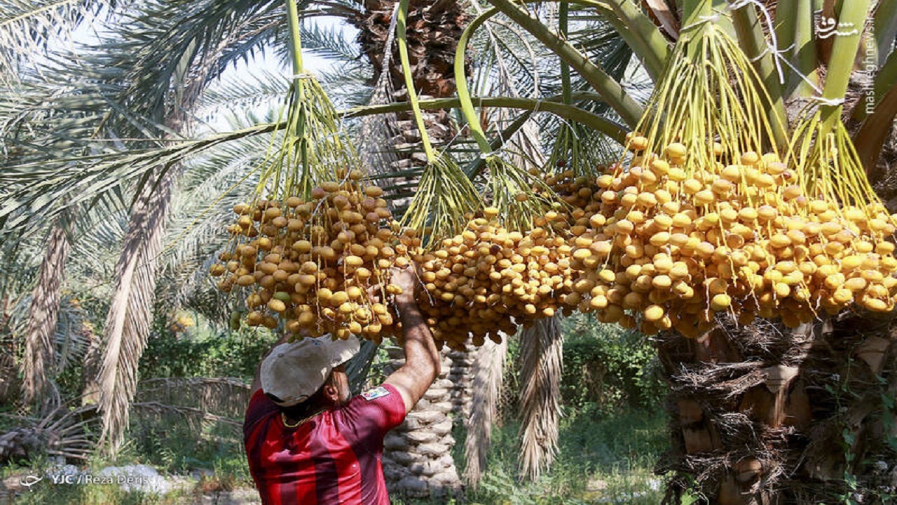 خرمای میناب راهی بازارها شد + فیلم