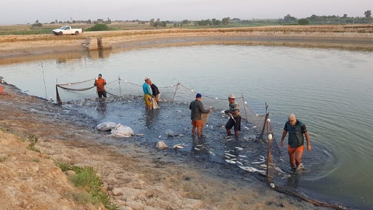 صید پر برکت ماهی در گرمای طاقت فرسای خوزستان+ فیلم