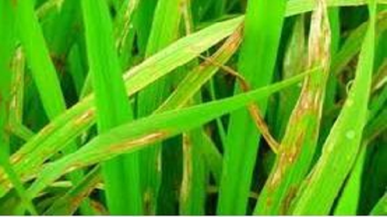 چگونه با بیماری بلاست برنج مبارزه کنیم؟