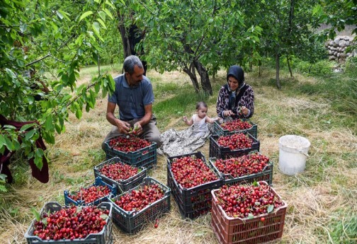 میوه