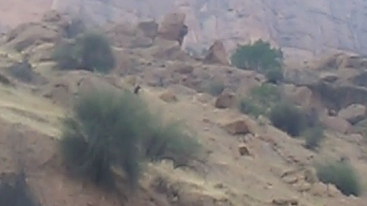 رویت یک قلاده خرس در روستای اسلام‌آباد + فیلم