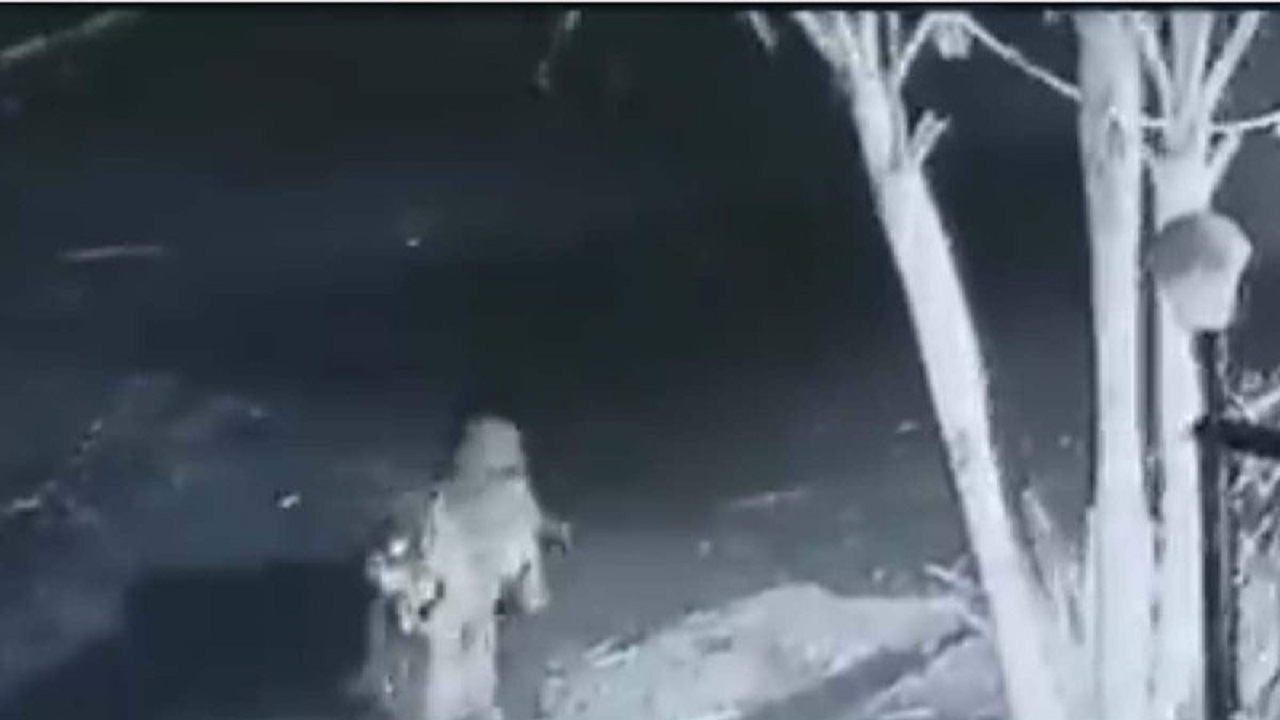 لحظه حمله غافلگیرانه پلنگ به سگ خانگی