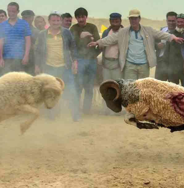 حیوانات گلادیاتور؛ وقتی جنگ حیوانات اسباب تفریح انسان می&zwnj;شود!