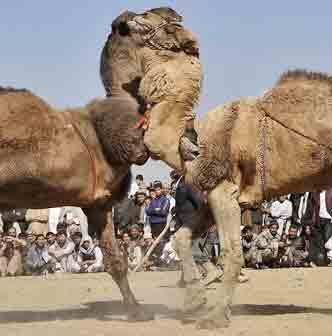 حیوانات گلادیاتور؛ وقتی جنگ حیوانات اسباب تفریح انسان می&zwnj;شود!