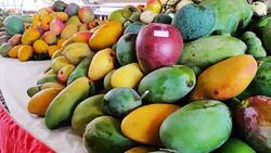 کشت گیاه زینتی با هسته میوه + فیلم