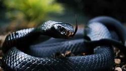 بلعیدن یک میله آهنی توسط مار + فیلم