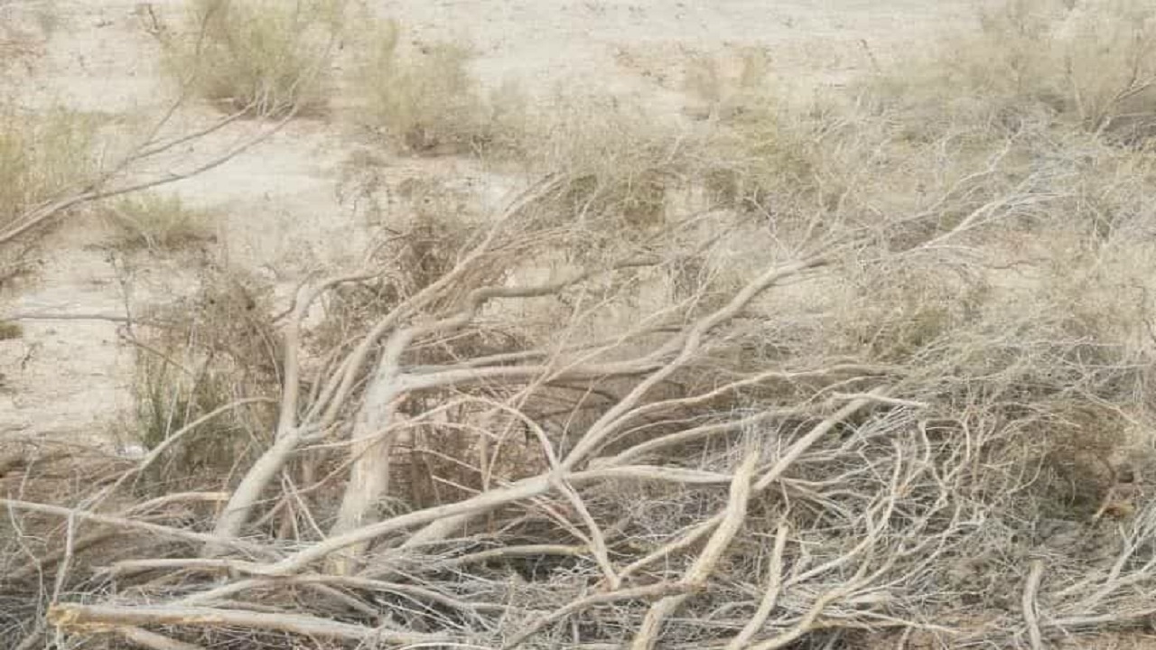 ماجرای قطع هزاران اصله درخت در سجزی چه بود؟
