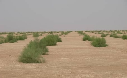 ماجرای قطع هزاران اصله درخت در سجزی چه بود؟