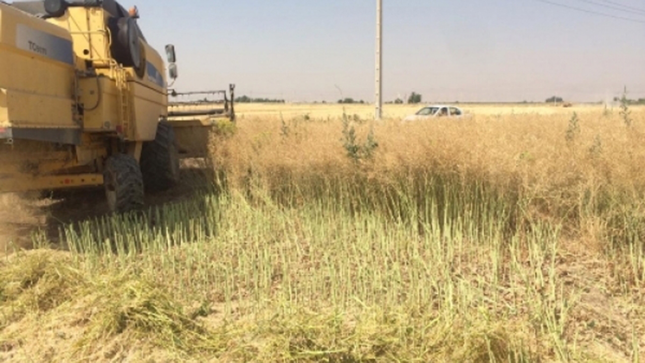 برداشت کلزا از مزارع مرودشت آغاز شد
