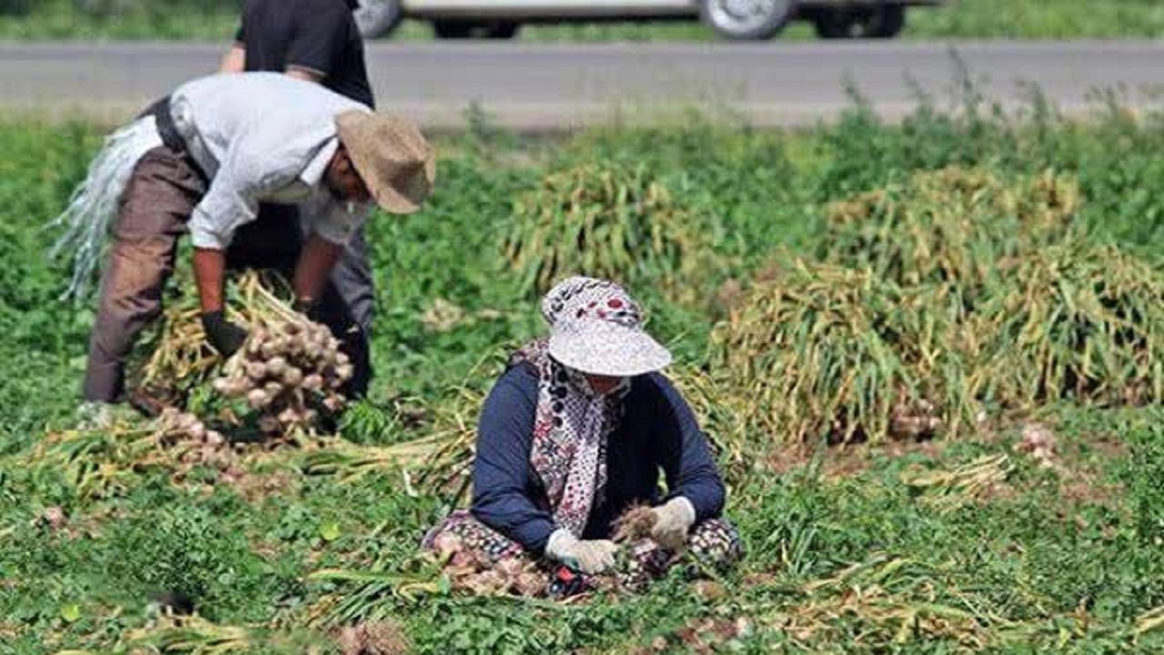 آغاز برداشت گیاه دارویی موسیر از مزارع اردل