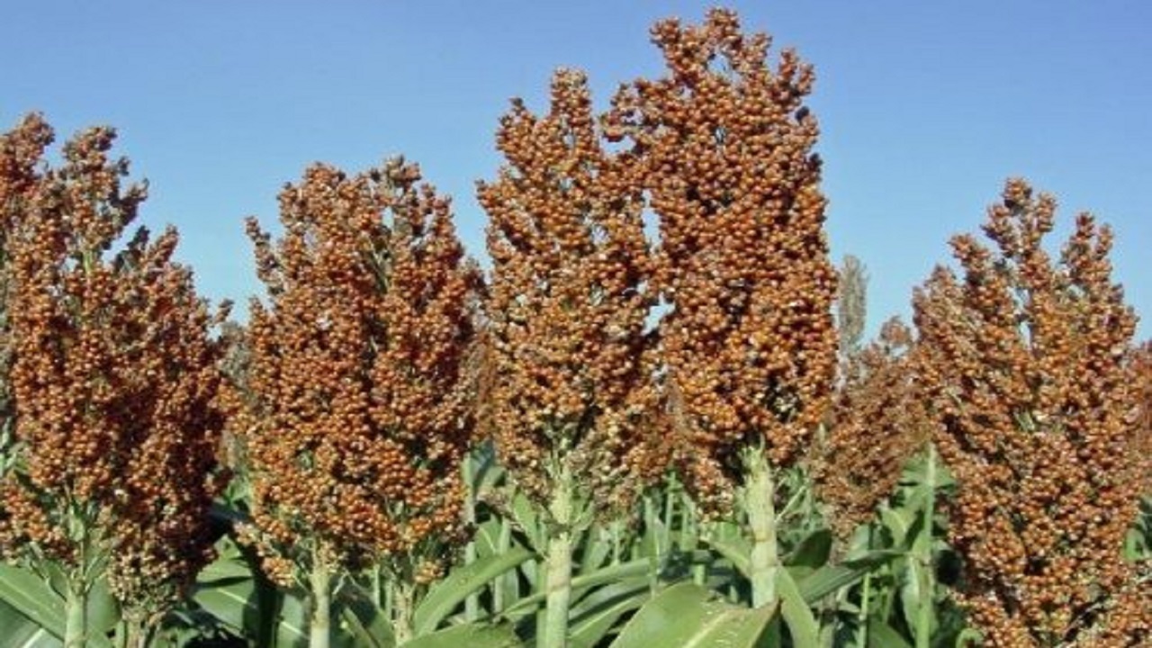 بیش از ۲هزار هکتار از اراضی خراسان جنوبی زیر کشت سورگوم