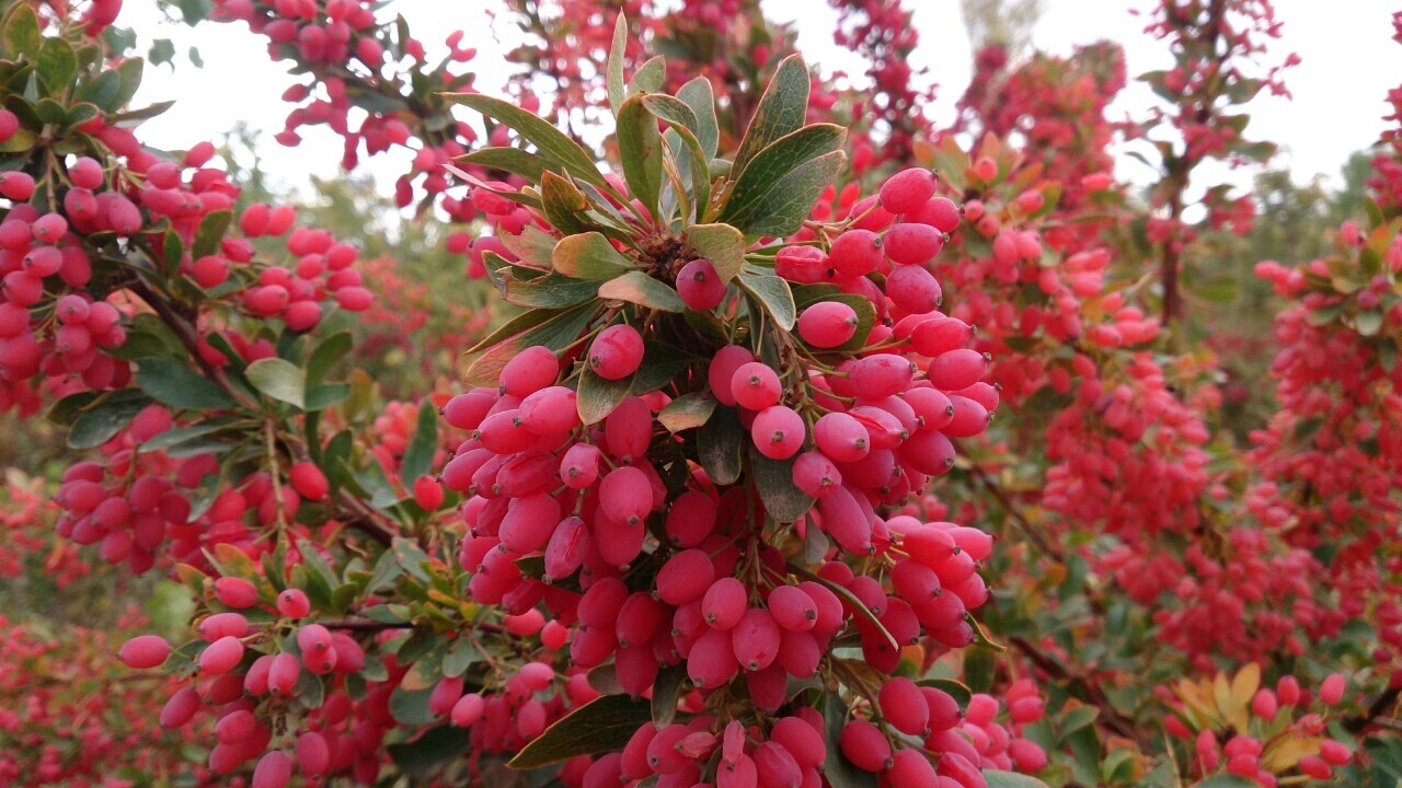 کشت آزمایشی زرشک در شهرستان طارم