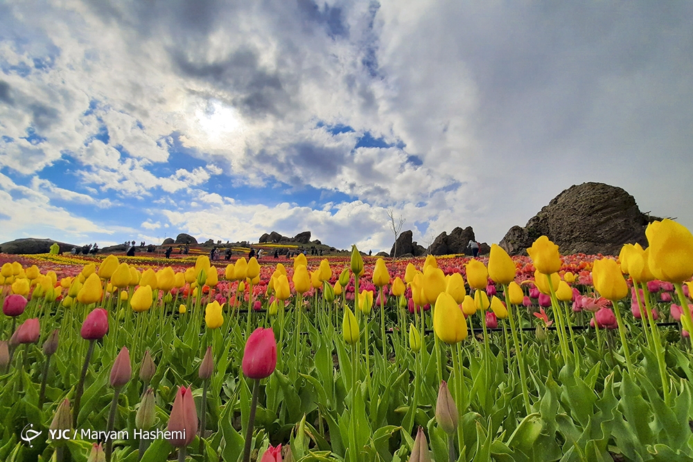 گل&zwnj;هایی که در بلندای کوهستان می&zwnj;رویند
