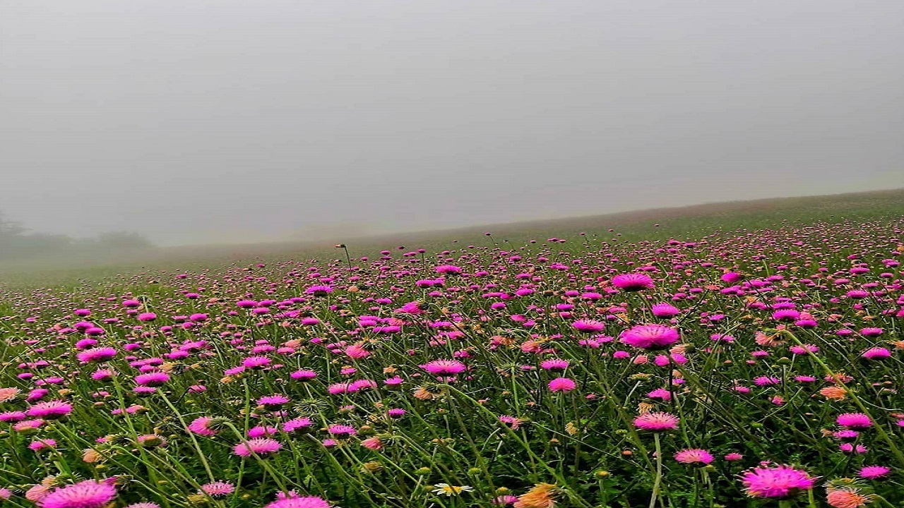 طبیعت ناب استارم در آخرین روز‌های بهار ۱۴۰۰ + تصاویر