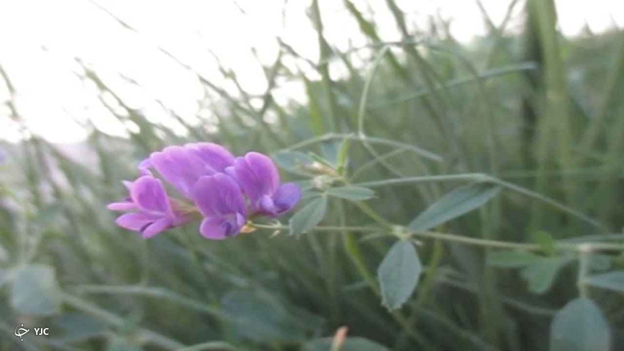 از