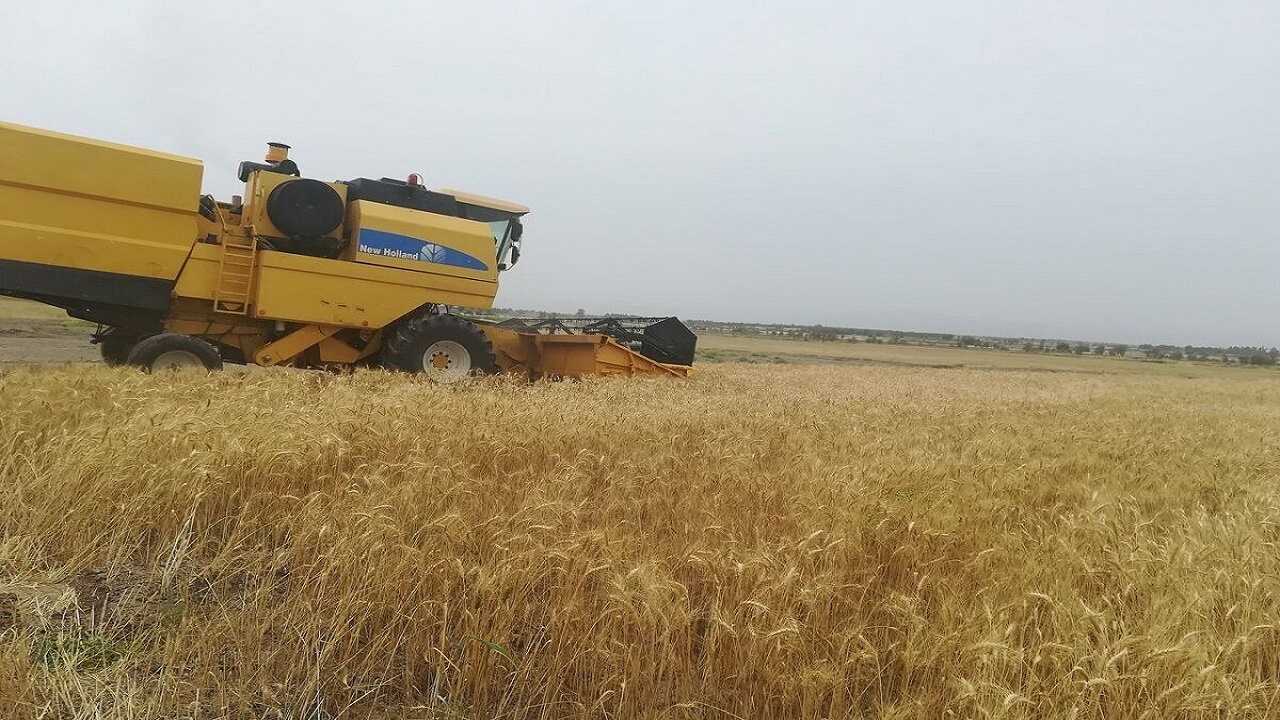 آغازبرداشت خوشه‌های طلایی در خداآفرین