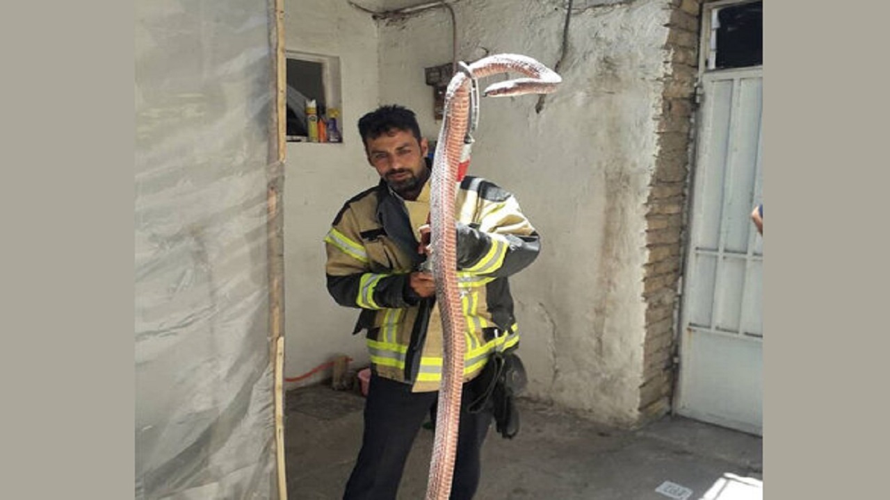 زنده گیری مار ۴ متری در منزل مسکونی توسط اکیپ آتش نشانی