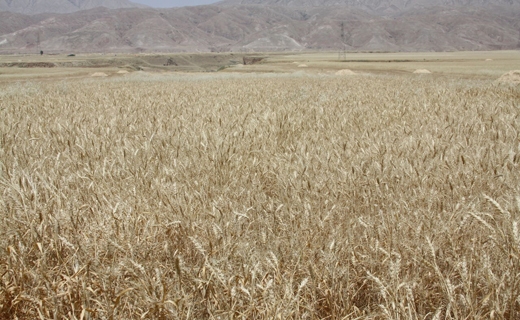 توسعه گلستان با نگاه ویژه به بخش کشاورزی/ چتر حمایتی گسترده شود