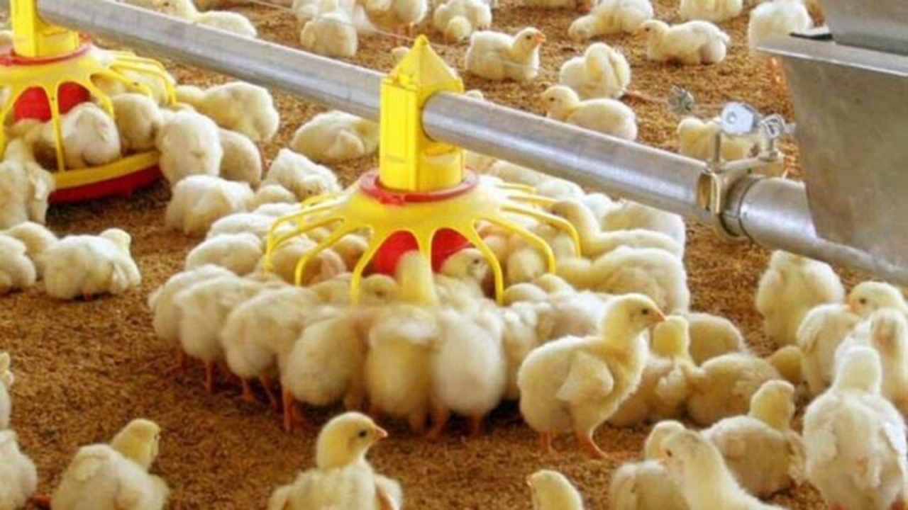 جوجه ریزی ۹۸۰ هزار قطعه‌ای در مرغداری‌های کازرون
