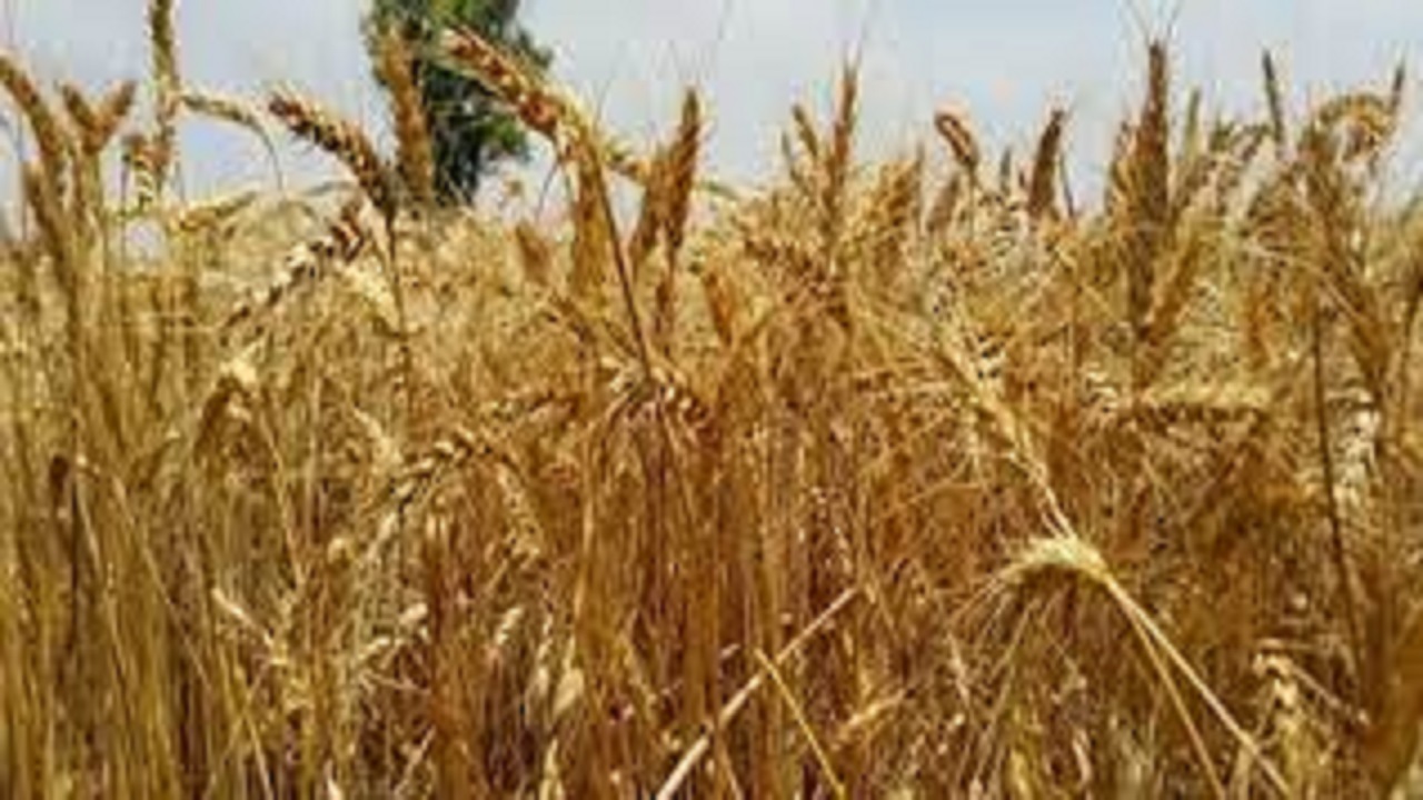 خروج بدون مجوز گندم از استان قزوین ، ممنوع